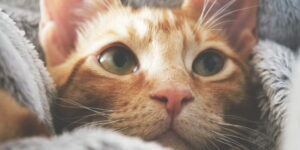El gato de mis padres