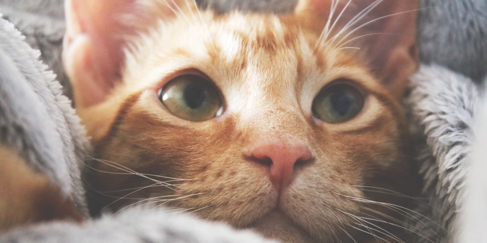 El gato de mis padres